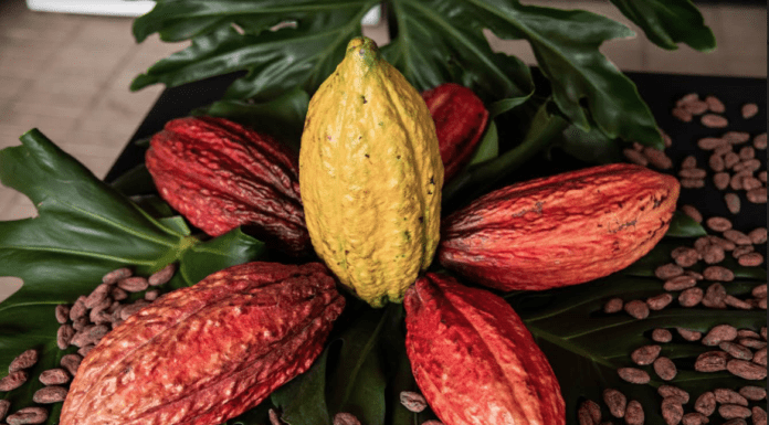 Chocoshow 2024: El cacao colombiano brilla en la sexta versión del evento en Corferias