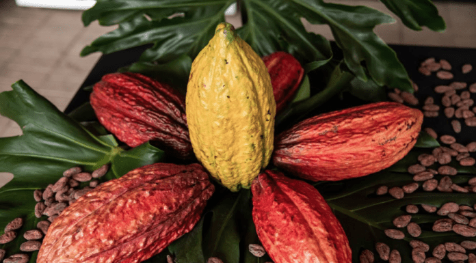 Chocoshow 2025 regresa a Corferias: el cacao colombiano impulsa cultura, economía y sostenibilidad